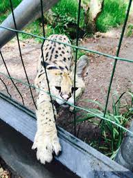 African Cat Sc Bee City African Cats Bee City Cats