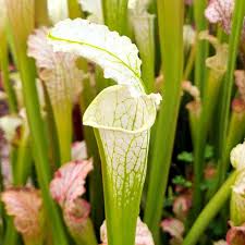 Image result for Nesaea sarcophylla