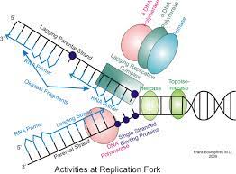 Dna replication in eukaryotes authorstream , free coloring pages of double helix worksheet , qiagen geneglobe pathways hbv side backbone 12 nucleotide 13 dna structure , organic molecules , ppt mechanisms of transformation by retrovirues powerpoint. Eukaryotic Dna Replication Wikipedia