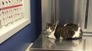 There are also domestic cats which live without being cared for by people. I Spent 7 000 On My Cat S Medical Bills And I Have Only One Regret