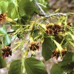 Image result for Pseudocalyx saccatus