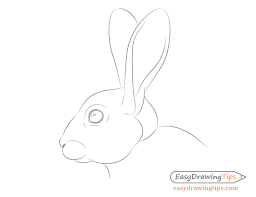 Jan 29, 2018 · how to draw a rabbit's ears step 1. How To Draw A Rabbit Step By Step Tutorial Easydrawingtips