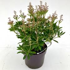 Image result for Pieris japonský debutante obrázek