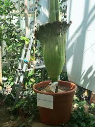 Die größte blume der welt ist zwar schön anzusehen, aber nichts für die nase. Titanenwurz Nun Aufgebluht Salzburg Orf At