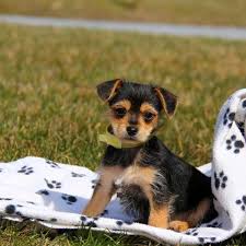 Appearance & needs of the chiweenie. Chorkie Puppies For Sale Greenfield Puppies