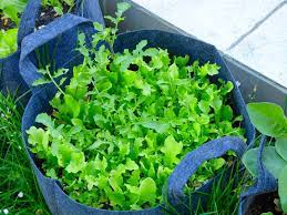 jardiner le defi potager 8 l heure des promesses potager jardin potager idees jardin