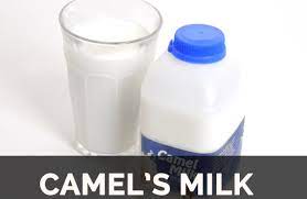 Camel milk production has become one of australia's emerging agricultural industries, as demand for the product grows both locally and internationally. Camel S Milk Facts And Health Benefits