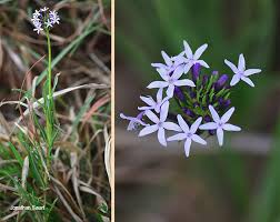 Image result for Pentanisia