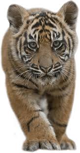 Download Baby Tiger Icons Png Free Png And Icons Downloads