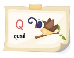Q Quail Images Free Vectors Stock Photos Psd