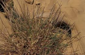Image result for Pycnanthus