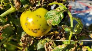 Image result for tomato seedling xanthomonas vesicatoria