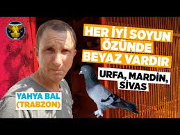 Taklaci Guvercin Sohbetleri Trabzon Youtube