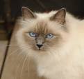 __ is known as the purebred long-haired Siamese ...