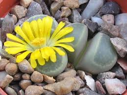 Maybe you would like to learn more about one of these? Pelik Tapi Benar Ini Lithops Batu Yang Keluarkan Bunga Kitareporters Semua Boleh Jadi Reporter