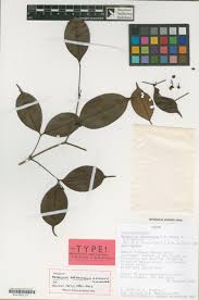 Image result for Melastomastrum segregatum