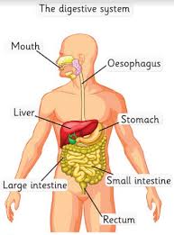 Proximal to distal through digestive tract: Parts Of Human Digestive System Definition Examples Diagrams