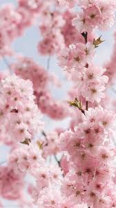 Cherry Wallpaper Iphone Emoji Cherry Wallpaper Iphone In 2020 Cherry Blossom Wallpaper Flower Phone Wallpaper Cherry Blossom Pictures 🌸 symbol with name and meaning. pinterest