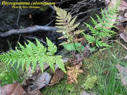 Image result for Pityrogramma