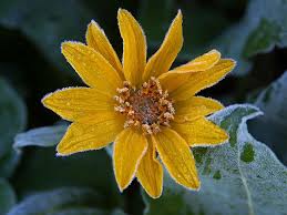 Bunga matahari (helianthus annuus l.) merupakan salah satu jenis bunga yang banyak diketahui oleh banyak orang. Bunga Matahari Embun Beku Es Dingin Bunga Alam Flora Indah Warna Berkembang Pxfuel