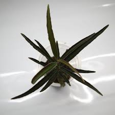 Image result for Ardisia