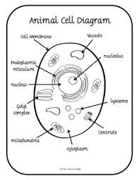 Animal Cell Diagram Wiring Diagrams