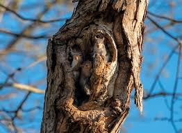 Maybe you would like to learn more about one of these? Squirrels Nest Where Do Squirrels Live Fantastic Pest Control