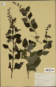 Image result for Ocimum lamiifolium