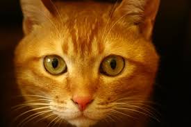 Fortunately, liver disease can be effectively managed and progression limited. Feline Hepatic Lipidosis Fatty Liver Disease In Cats