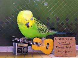 Can You Even Lift A Quarter That S All I Have It S Probably So Heavy For Your Little Hollow Birds Bones To Carry Budgies Parakeet Budgies Bird