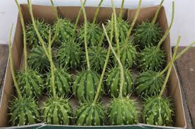 Image result for Cucumis hirsutus