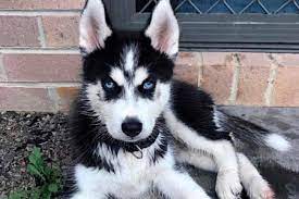 We sell husky puppies all across the united states including alaska. Husky Dog Breeder In Melbourne Victoria Husky S R Us