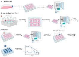 Image result for Neutralization Test