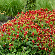 Image result for Spigelia