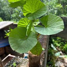 Image result for Stictocardia beraviensis