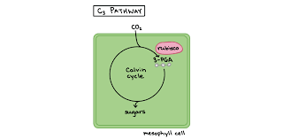 C3 C4 And Cam Plants Article Khan Academy Photosynthesis Khan Academy Plants