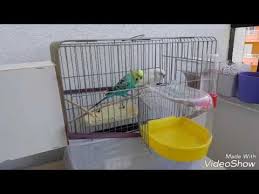 Muhabbet Kuslari Sirkeli Banyo Youtube