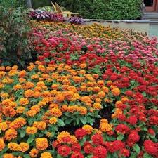 Click to see their flowers and reviews. A Z List Of Roses For All Seasons And Growing Regions Of South Africa