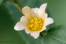 Image result for Sida acuta