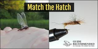 what is the best time of day to fly fish for trout guide