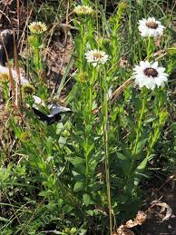 Image result for Callilepis laureola