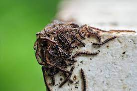 How To Get Rid Of Worms In The Home Ehow Millipede How To Get Rid Of Millipedes House Worms