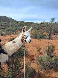 Black Mountain Pack Llamas