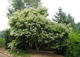 These lilacs bloom in spring, take a brief rest, and then. Seven Son Flower Be The First On Your Block Plant Select