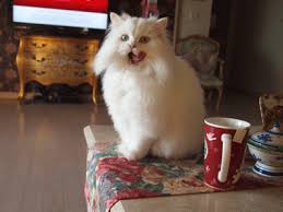 Instagrammer who created the 'coughing cat' meme has an instagram. Best Hairball Gifs Gfycat