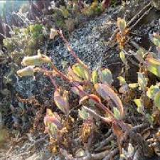 Image result for Plectranthus chimanimanensis