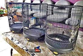 Membuat burung murai batu menjadi lebih cepat emosi sebenarnya tidak sulit dilakukan jika anda tahu caranya. Untung Banyak Pakai Sangkar Khi Model Berkelas Bisa Dapat Motor Dan Tiket Gratis Di Even Bergengsi Burungnews
