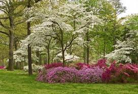 Dogwoods And Azaleas Virginia Images Photography Collection In 2021 Backyard Landscaping Beautiful Gardens Landscape Design