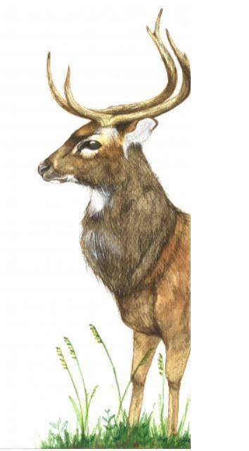 One Last Dance: The Fate of Manipur's Dancing Deer | Current Conservation