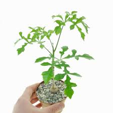 Image result for Cussonia corbisieri